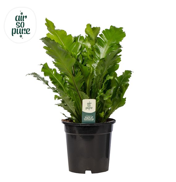 Asplenium nidus campio Air So Pure 50 cm fi17 cm Q522 Asplenium nidus campio Air So Pure 50 cm fi17 cm Q522