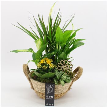 Nasad BACR-2519G Basic fundamentals 5 pp 50 cm fi21 cm Q605