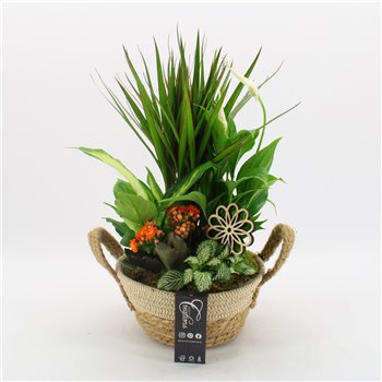 Nasad BACR-2519OR Basic fundamentals 5 pp 50 cm fi21 cm Q606