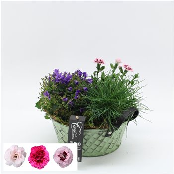 Nasad campanula CACR-2517 Campanula creatie 3 pp 30 cm fi22 cm Q1940
