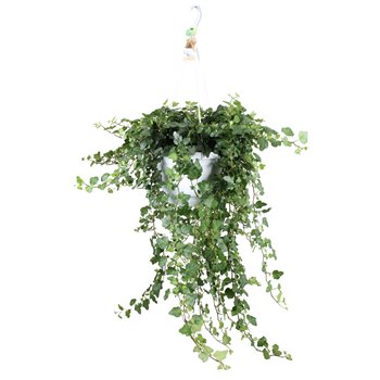 Hedera helix wonder 20pp - 80-90cm Rank - Hangpot XXL 110 cm fi24 cm Q3005