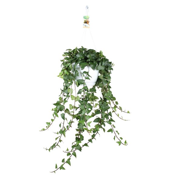 Hedera mein herz helix 20pp - 80-90cm Rank - Hangpot XXL 120 cm fi24 cm Q3015 Hedera mein herz helix 20pp - 80-90cm Rank - Hangpot XXL 120 cm fi24 cm Q3015