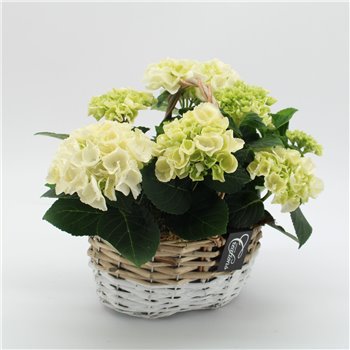 Nasad Hortenzija KHCR-2506W Hortenzija creatie 2 pp 30 cm fi22 cm Q3149