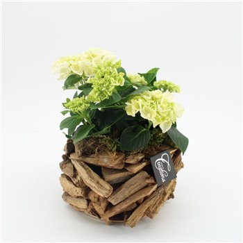 Nasad Hortenzija KHCR-2516W Hortenzija creatie 1 pp 35 cm fi20 cm Q3168