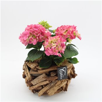 Nasad Hortenzija KHCR-2516RZ Hortenzija creatie 1 pp 35 cm fi20 cm Q3169