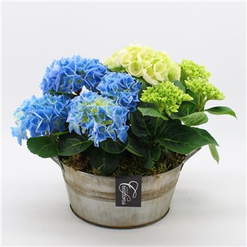 Nasad Hortenzija KHCR-2510M Hortenzija creatie 2 pp 35 cm fi23 cm Q3176