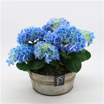 Nasad Hortenzija KHCR-2510B Hortenzija creatie 2 pp 35 cm fi23 cm Q3177