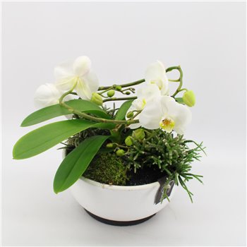 Orhideja Phalaenopsis PHALMD-2531 Orhideja Phalaenopsis Moederdag 3 pp 40 cm fi22 cm Q4622