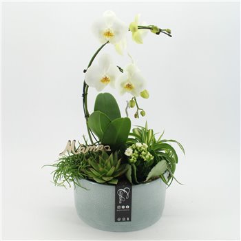 Orhideja Phalaenopsis PHALMD-2515 Orhideja Phalaenopsis Moederdag 5 pp 60 cm fi26 cm Q4623