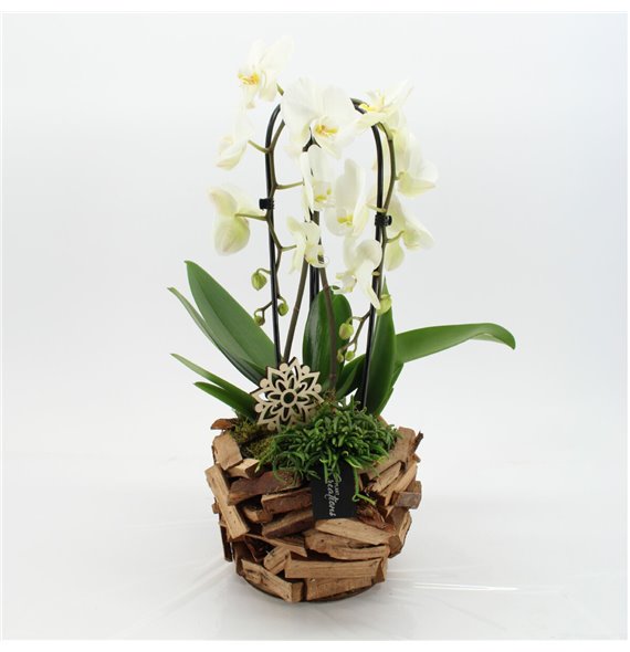 Orhideja Phalaenopsis PHAL-2550 Orhideja Phalaenopsis creatie 2 pp 60 cm fi25 cm Q4629 Orhideja Phalaenopsis PHAL-2550 Orhideja Phalaenopsis creatie 2 pp 60 cm fi25 cm Q4629