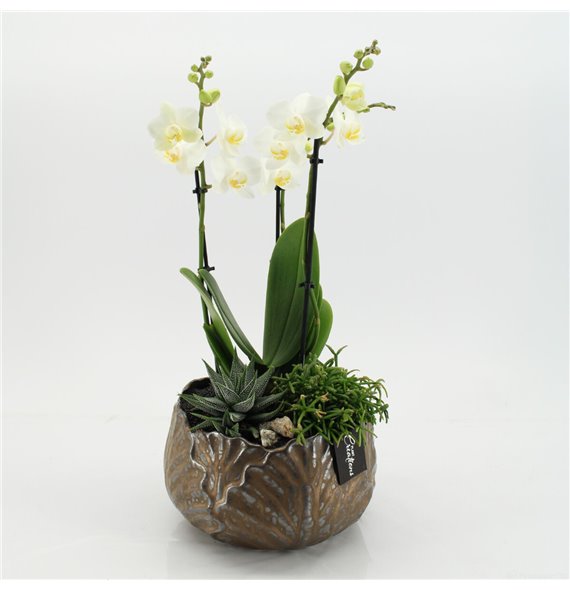 Orhideja Phalaenopsis PHAL-2549 Orhideja Phalaenopsis creatie 3 pp 55 cm fi22 cm Q4630 Orhideja Phalaenopsis PHAL-2549 Orhideja Phalaenopsis creatie 3 pp 55 cm fi22 cm Q4630