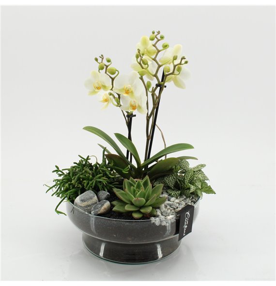 Orhideja Phalaenopsis PHAL-2531 Orhideja Phalaenopsis creatie 4 pp 40 cm fi24 cm Q4634 Orhideja Phalaenopsis PHAL-2531 Orhideja Phalaenopsis creatie 4 pp 40 cm fi24 cm Q4634