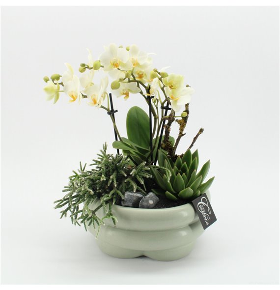 Orhideja Phalaenopsis PHAL-2524 Orhideja Phalaenopsis creatie 3 pp 40 cm fi23 cm Q4636 Orhideja Phalaenopsis PHAL-2524 Orhideja Phalaenopsis creatie 3 pp 40 cm fi23 cm Q4636