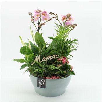 Orhideja Phalaenopsis PHALMD-2514RZ Orhideja Phalaenopsis Moederdag 5 pp 50 cm fi22 cm Q4650