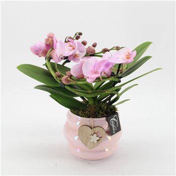 Orhideja Phalaenopsis PHALMD-2527RZ Orhideja Phalaenopsis Moederdag 1 pp 40 cm fi16 cm Q4658