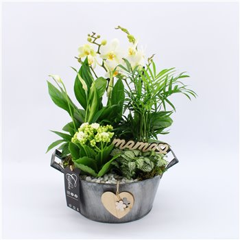 Orhideja Phalaenopsis PHALMD-2510W Orhideja Phalaenopsis Moederdag 5 pp 45 cm fi23 cm Q4667