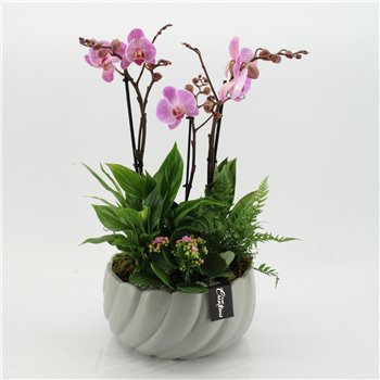 Orhideja Phalaenopsis PHAL-2543RZ Orhideja Phalaenopsis creatie 4 pp 55 cm fi24 cm Q4679