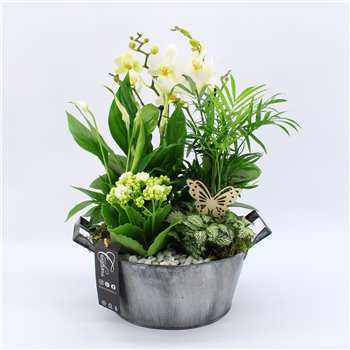 Orhideja Phalaenopsis PHAL-2537W Orhideja Phalaenopsis creatie 5 pp 45 cm fi23 cm Q4685