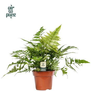 Dryopteris erythrosora Air So Pure 50 cm fi17 cm Q5422