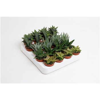 Aloe Mix 5 cm fi5.5 cm Q267