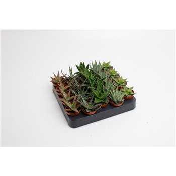 Aloe special mix 10 cm fi5.5 cm Q346
