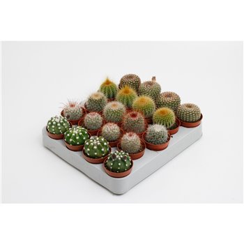 Kaktus mix 5 kinds bollen mix 10 cm fi5.5 cm Q1095