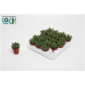 Echeveria Mexico 10 cm fi5.5 cm Q1182