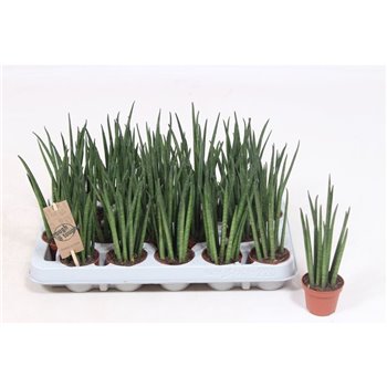 Taščin jezik - Sanseveria bacularis mikado 20 cm fi6 cm Q1185