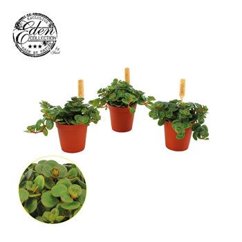 Sedum tornado 10 cm fi5.5 cm Q1290