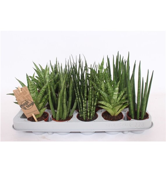Taščin jezik - Sanseveria cylindrica luxe mix 20 cm fi6 cm Q1318 Taščin jezik - Sanseveria cylindrica luxe mix 20 cm fi6 cm Q1318