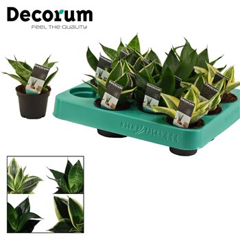 Taščin jezik - Sanseveria trifasciata hahnii mix decorum 14 cm fi6 cm Q1454