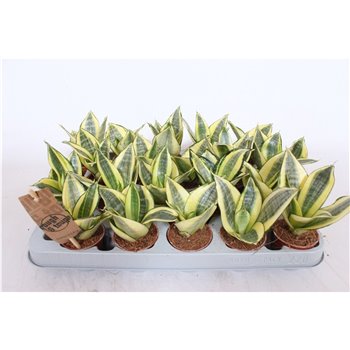 Taščin jezik - Sanseveria trifasciata golden hahnii 12 cm fi6 cm Q1525