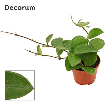 Hoya cv chouke decorum 7.5 cm fi6 cm Q3105