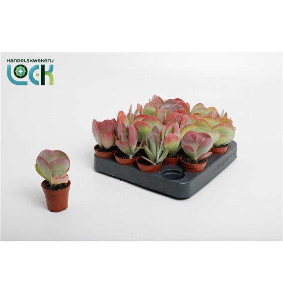 Kalanhoja thyrsiflora 15 cm fi5.5 cm Q3320 Kalanhoja thyrsiflora 15 cm fi5.5 cm Q3320