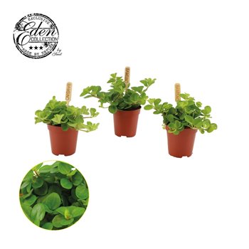 Peperomia rotundifolia 10 cm fi5.5 cm Q4591