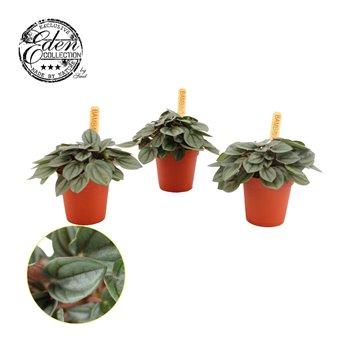 Peperomia milano 10 cm fi5.5 cm Q4593
