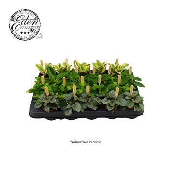 Peperomia mix 10 cm fi5.5 cm Q4600