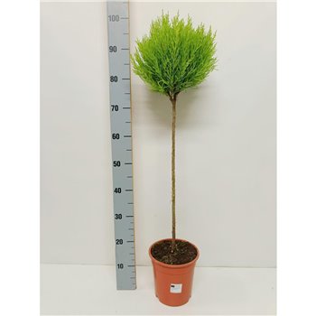 Cipresa macr  goldcrest wilma Cipresa macrocarpa Goldcrest  bulb on stem  1 pp 90 cm fi19 cm Q2201