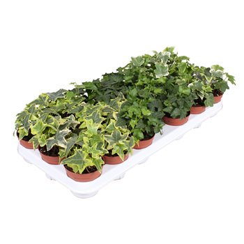 Hedera helix mix 6pp - 5-8cm Rank 5 cm fi8.5 cm Q2995
