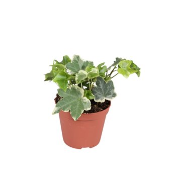Hedera helix bont 6pp - 5-8cm Rank 5 cm fi8.5 cm Q3000
