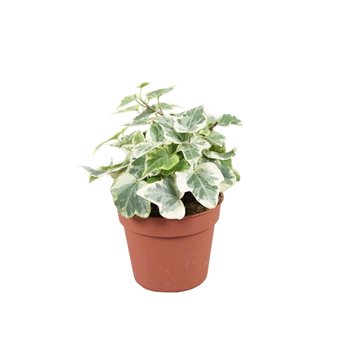Hedera helix white wonder 6pp - 5-8cm Rank 5 cm fi8.5 cm Q3012