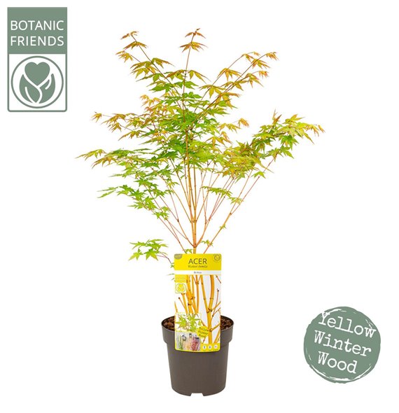 Acer palmatum bi hoo 70 cm fi19 cm Q23 Acer palmatum bi hoo 70 cm fi19 cm Q23