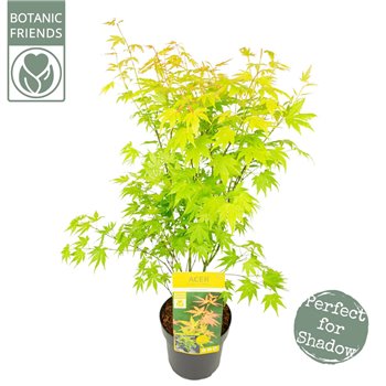 Acer palmatum orange dream 65 cm fi19 cm Q38