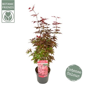 Acer palmatum twomblys red sentinel® extra kwaliteit 65 cm fi19 cm Q39