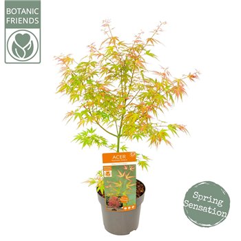 Acer palmatum wilsons pink dwarf 65 cm fi19 cm Q46