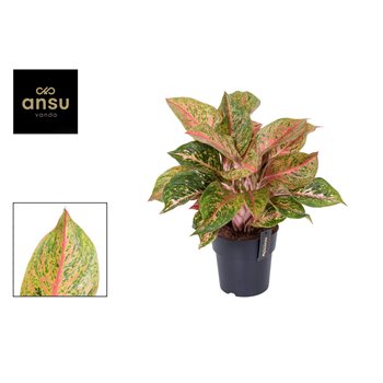 Aglaonema samba red 50 cm fi19 cm Q144