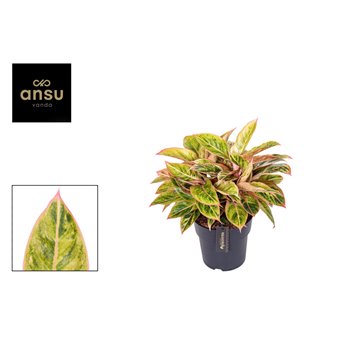 Aglaonema salmon fantasy 40 cm fi19 cm Q183