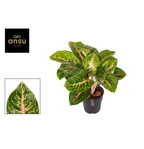 Aglaonema spring red 55 cm fi19 cm Q186 Aglaonema spring red 55 cm fi19 cm Q186