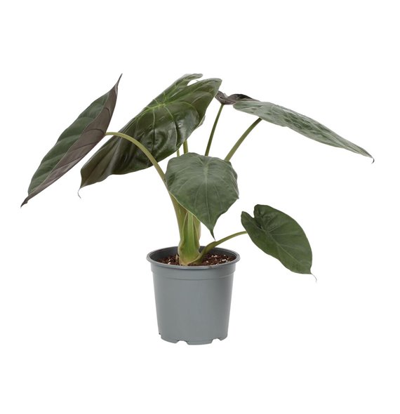 Alokazija wentii Alokazija Wentii 19cm 1 pp 80 cm fi19 cm Q220 Alokazija wentii Alokazija Wentii 19cm 1 pp 80 cm fi19 cm Q220