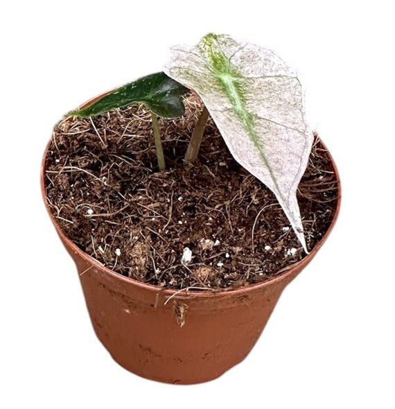 Alokazija polly variegata 15 cm fi10.5 cm Q235 Alokazija polly variegata 15 cm fi10.5 cm Q235